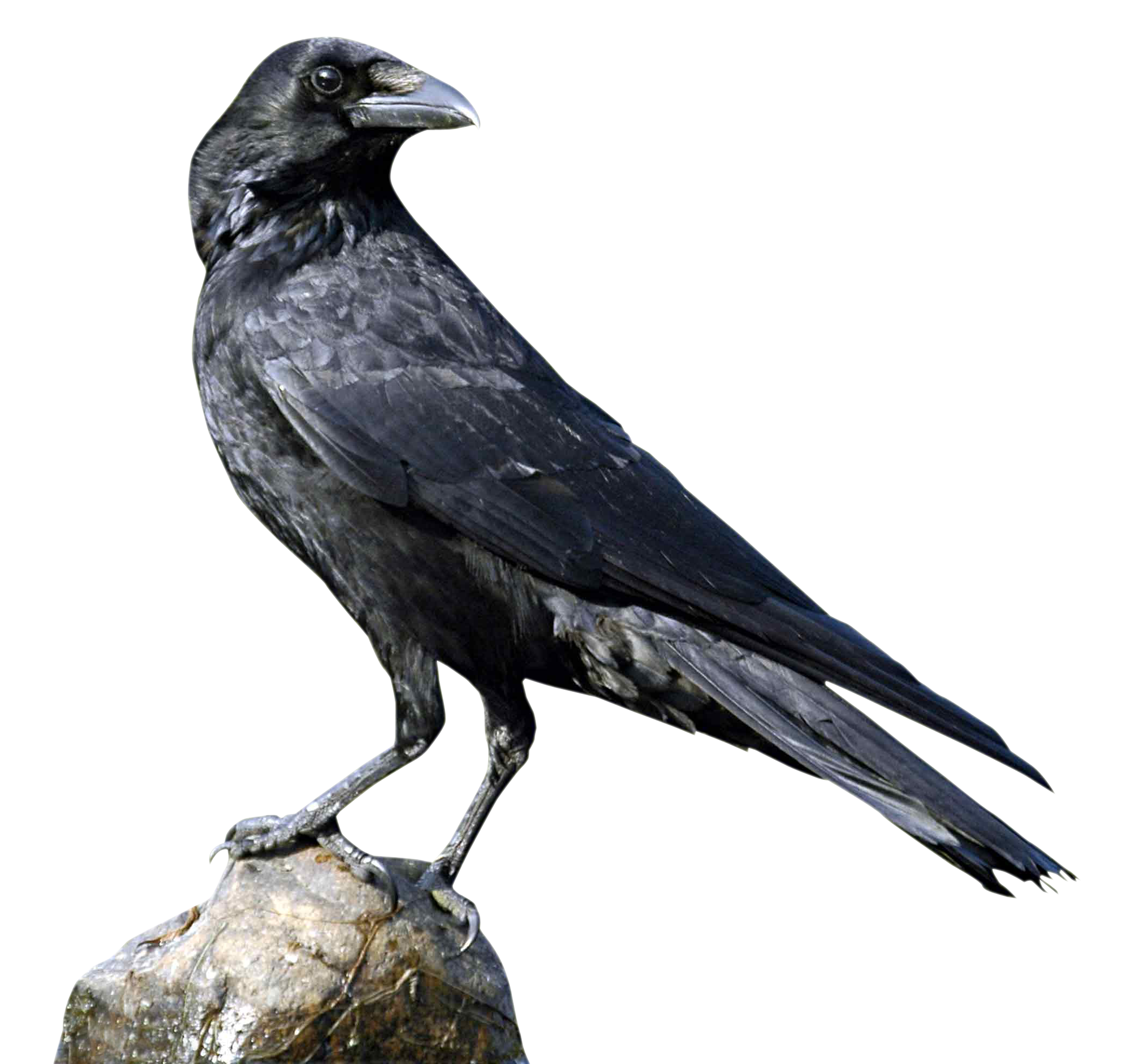 American Crow PNG Free Download PNG All