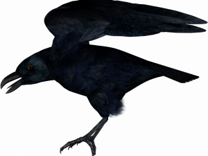 American Crow PNG Free Image