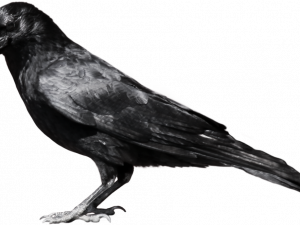 American Crow PNG High Quality Image