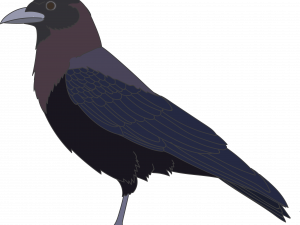 American Crow PNG Image HD