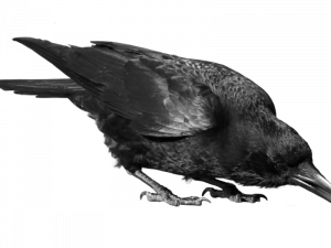 American Crow PNG Images