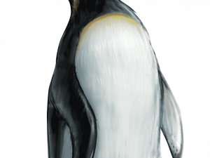 Antarctica Emperor Penguin