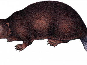 Beaver PNG Image HD