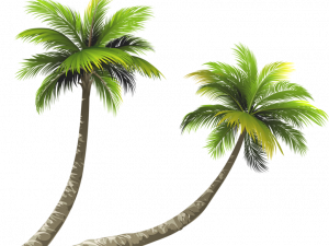 Coconut Tree PNG File