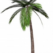 Imagem de alta qualidade png de árvore de coco