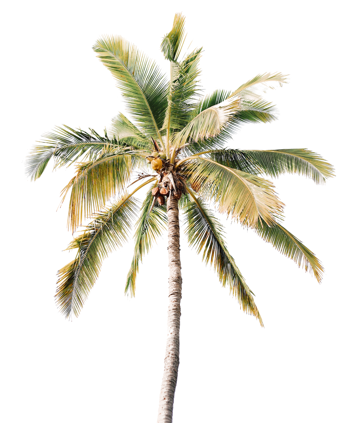 Coconut Tree Transparent Png All Png All