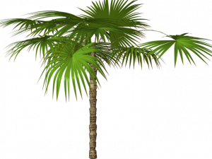 Coconut Tree Vector PNG Transparent HD Photo