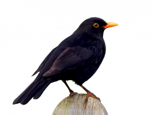 Common Blackbird