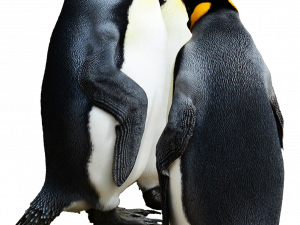 Emperor Penguin Bird