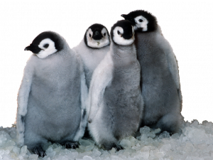 Emperor Penguin Bird PNG Images