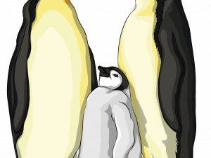 Emperor Penguin Bird Transparent