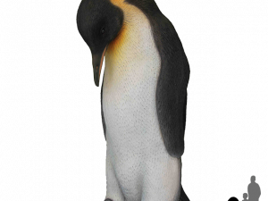 Emperor Penguin Chick PNG