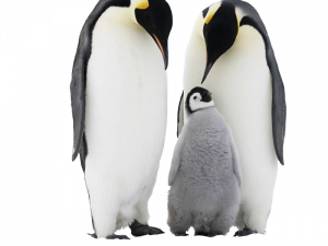 Emperor Penguin Chick PNG Free Download