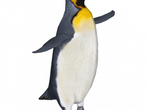 Emperor Penguin Chick PNG HD Image