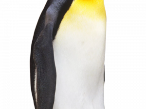 Emperor Penguin Chick PNG Images