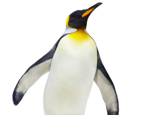 Emperor Penguin Chick PNG Photo