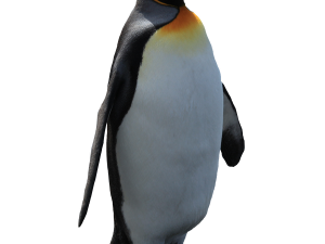 Emperor Penguin PNG Free Image