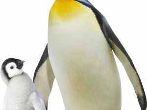 Emperor Penguin PNG High Quality Image