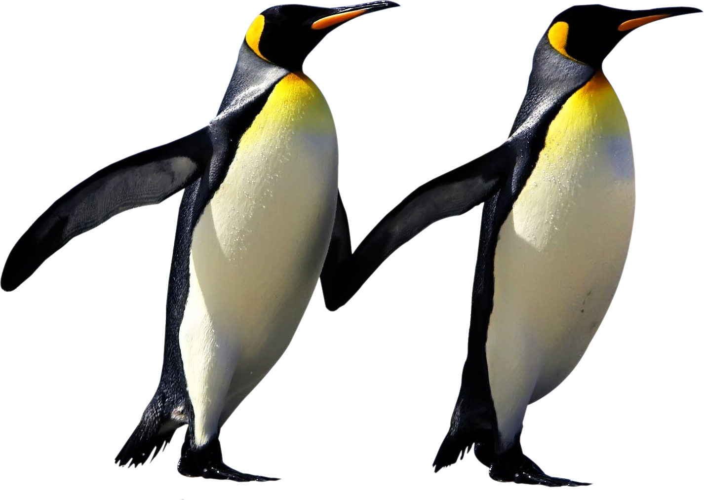 Emperor Penguin Png Photo Png All 7534