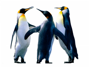 Emperor Penguin PNG Pic