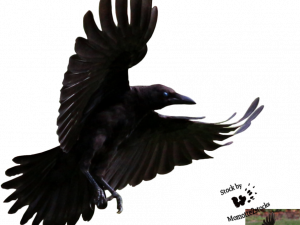 Flying American Crow