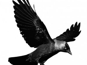 Flying American Crow PNG Pic