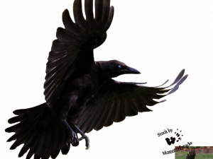 Flying Hooded Crow PNG File