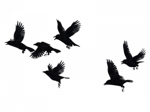 Flying Hooded Crow PNG Image