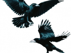 Flying Rook Bird PNG Clipart