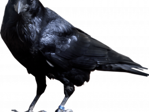 Hooded Crow Bird PNG Clipart