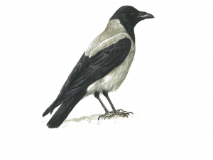 Hooded Crow Bird PNG File