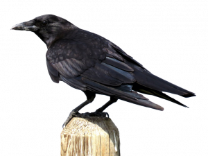 Hooded Crow Bird PNG Free Download