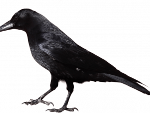 Hooded Crow Bird PNG Free Image