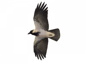 Hooded Crow Bird PNG High Quality Image