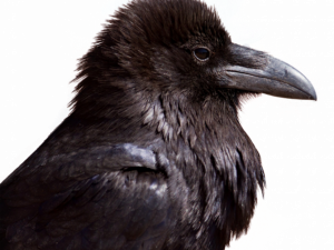 Hooded Crow Bird PNG Image