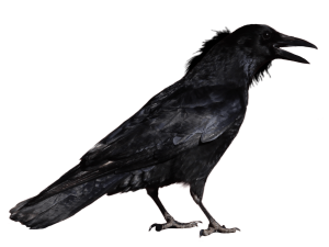 Hooded Crow Bird PNG Pic