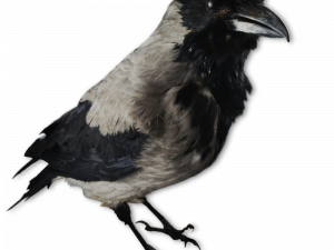 Hooded Crow PNG Clipart