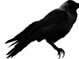 Hooded Crow PNG HD Image