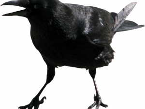 Hooded Crow PNG Pic