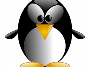 King Penguin Bird PNG Download Image