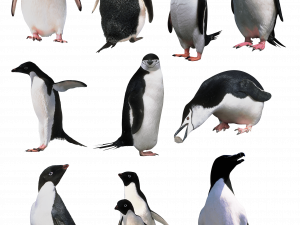 King Penguin PNG Image