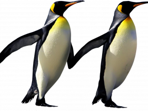 King Penguin PNG Photo