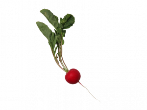 Radish PNG Download Image