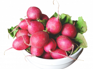 Radish Vector PNG Clipart