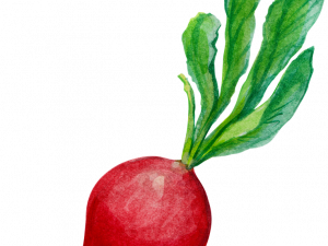 Radish Vector PNG Free Image