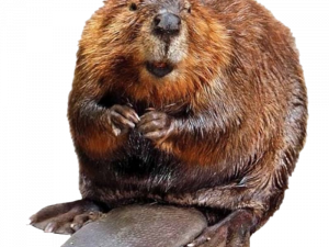 Real Beaver