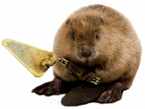 Real Beaver PNG