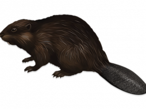 Real Beaver PNG File