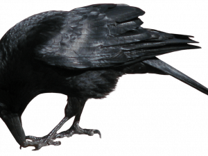 Rook Bird