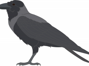 Rook Bird PNG HD Image